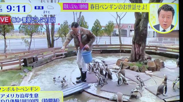 春日を煽ったのは加藤浩次？ペンギン池落下で、ペンギンは無事？